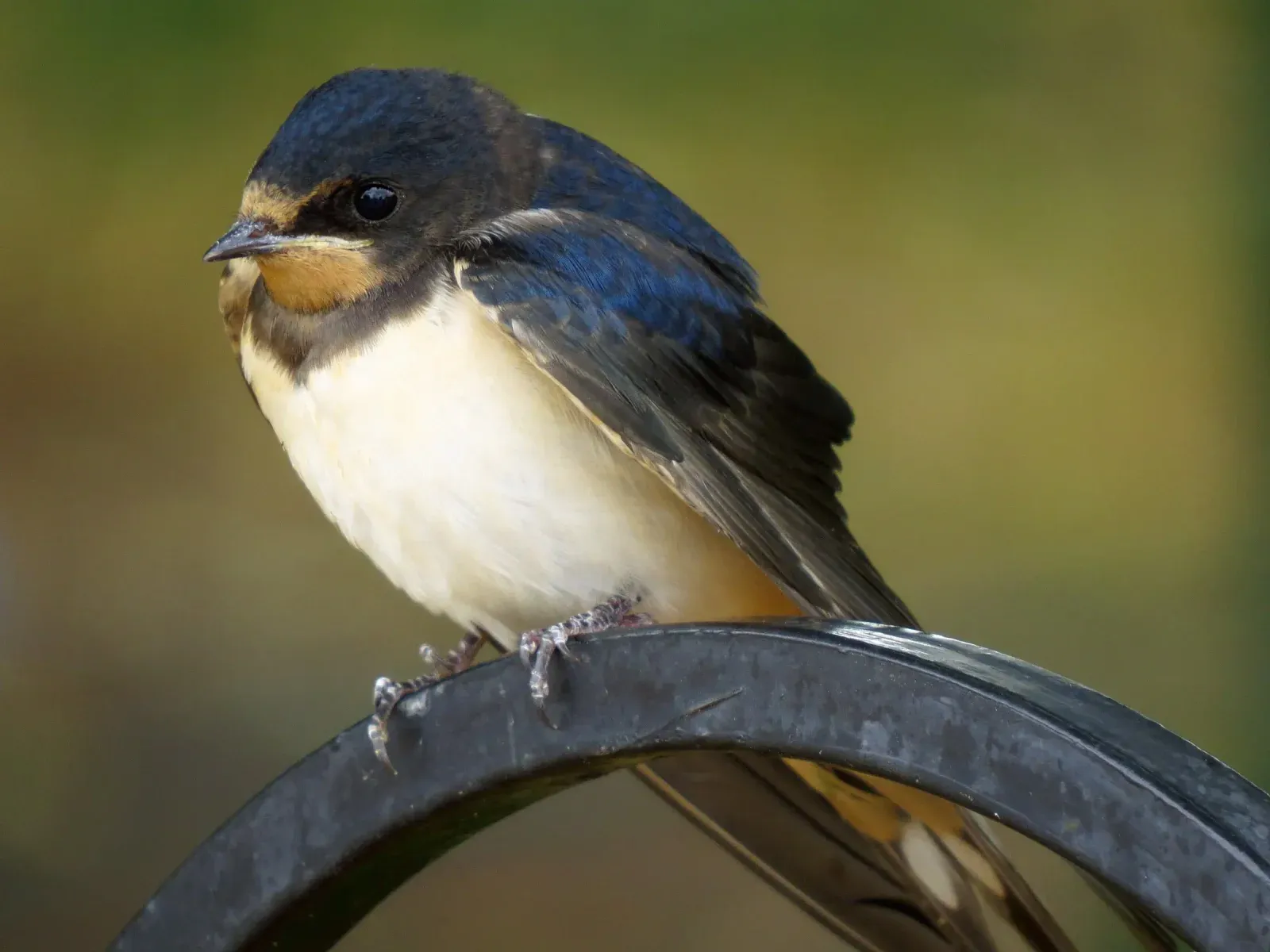 A barn swallow perched on a curved metal rail