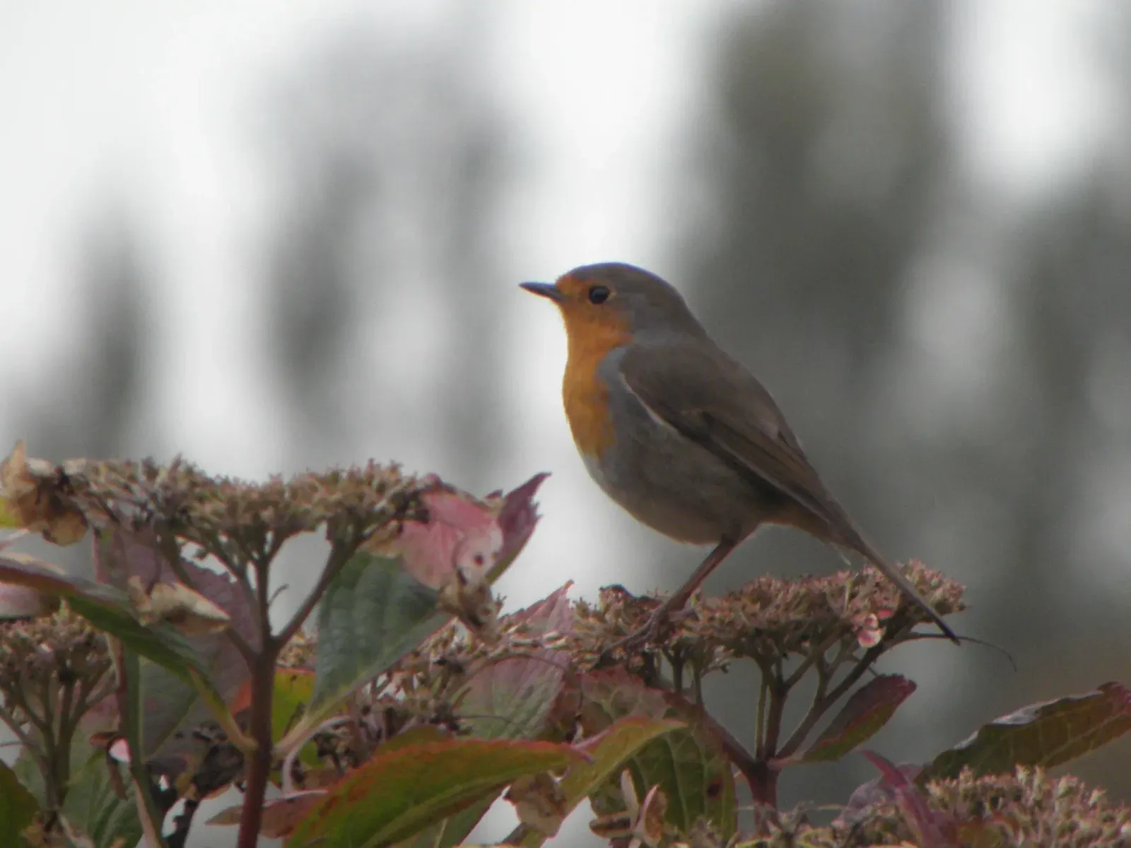 A European robin perched on a faded hydrangea, looking left